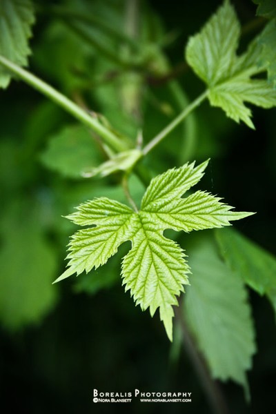 Ivy