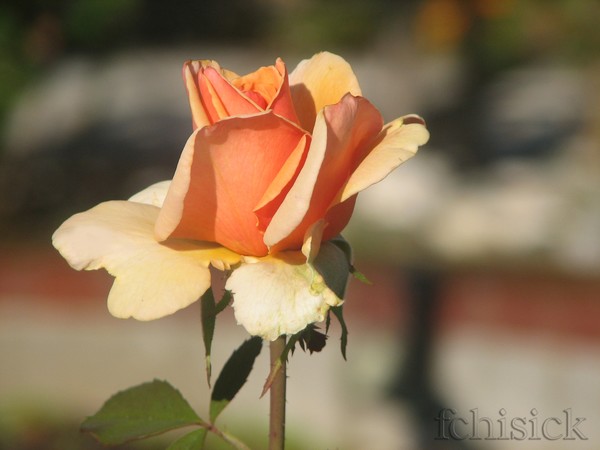 heaven_rose_copy