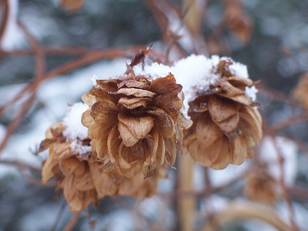 Snowy Hops