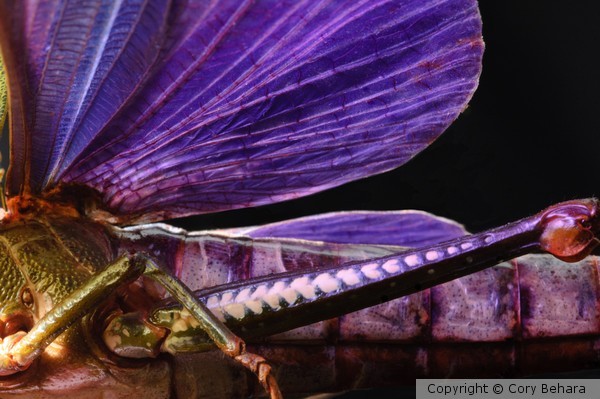 Grasshopper 1