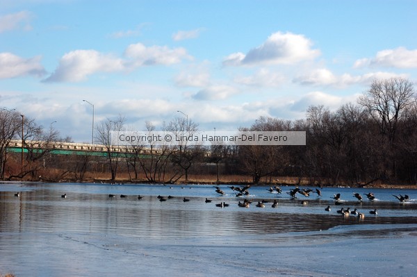 Geese Landing in Wampum Lake Photo