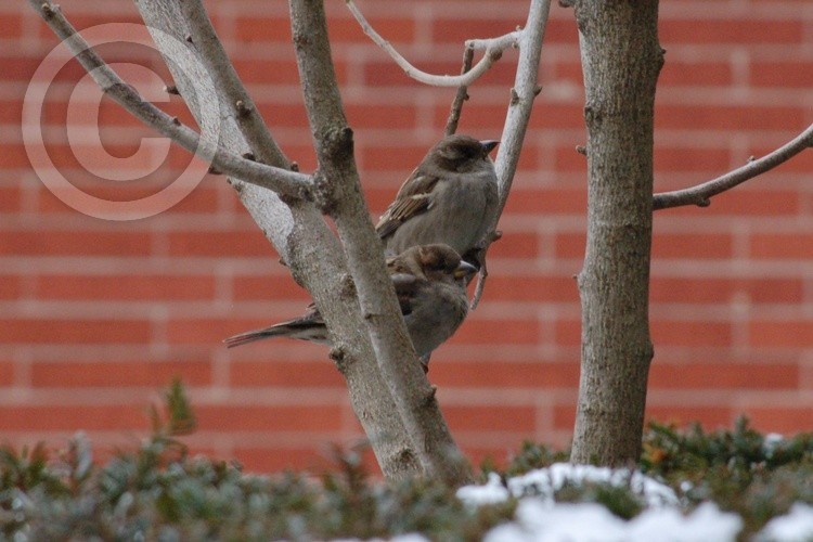 Two Chickadees in a Tree