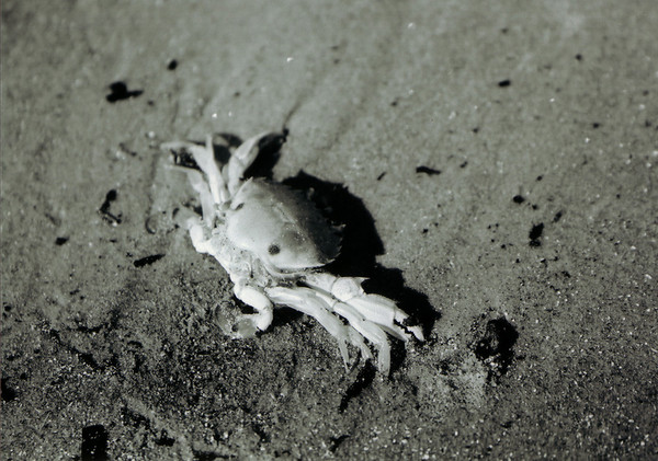 dead crab