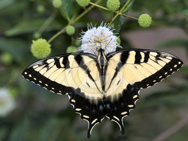 Lite Yellow Butterfly