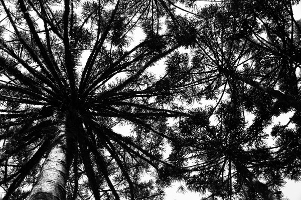 Araucarias