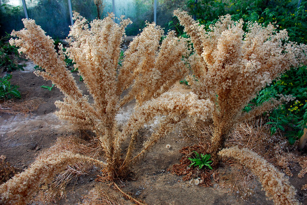 A Weed to be Seen