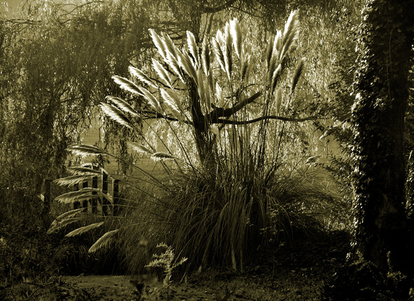 Pampas Grass