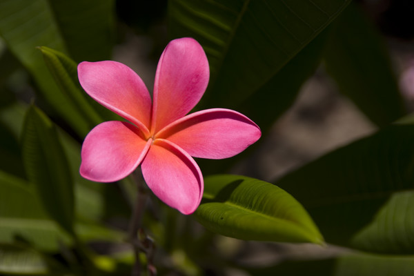 Plumeria