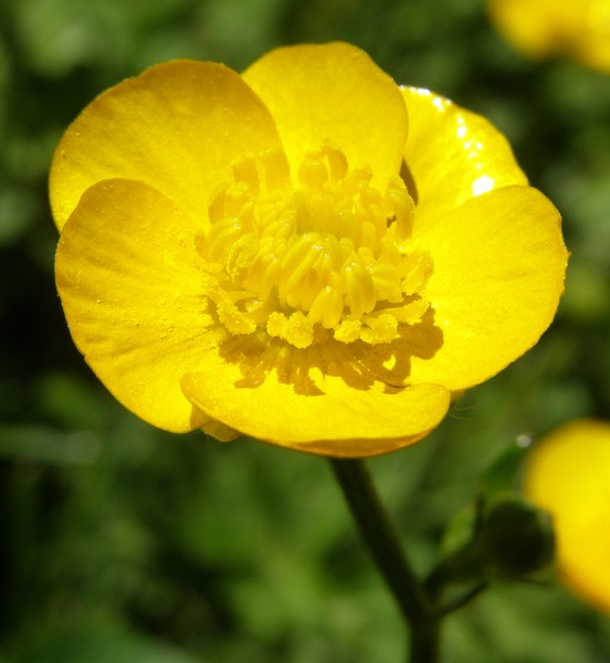 Buttercup