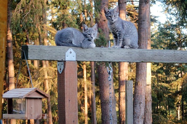 Such innocent kitties
