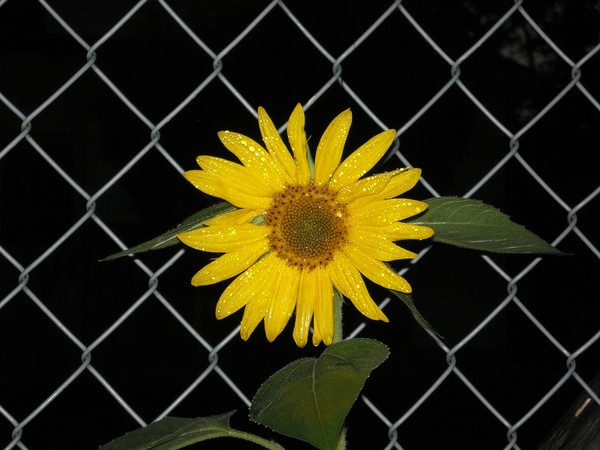 Beauty Amongst the Darkness