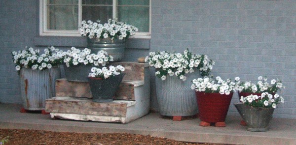 White  Flowers
