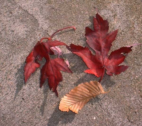 Three Red Leaves
