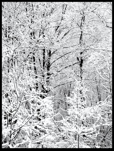 dusting of snow 2 : black and white