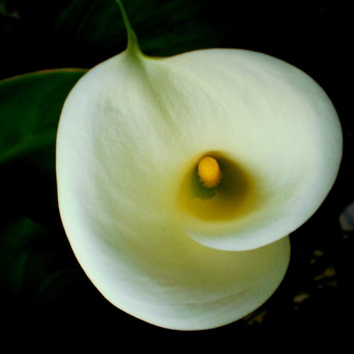 lilies