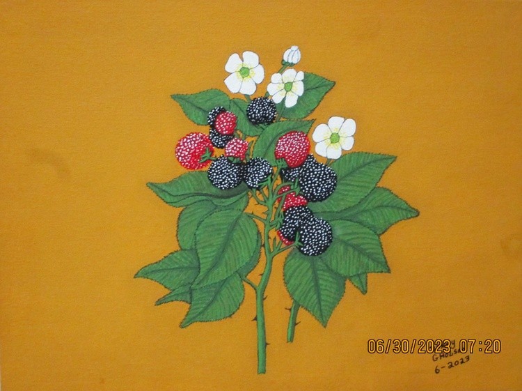 Blackberry