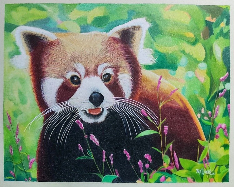 Red Panda