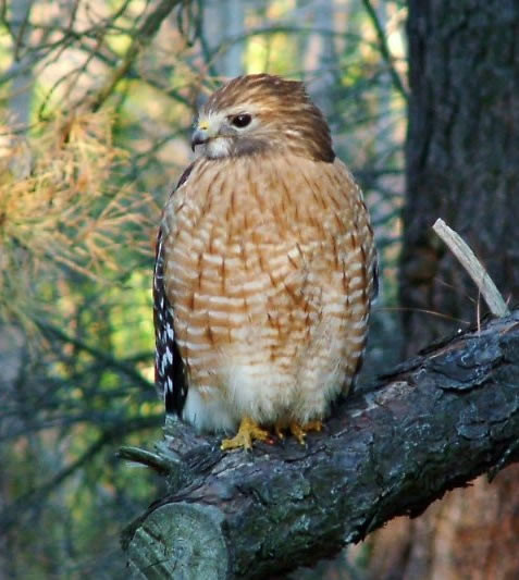 RED SHOULDER HAWK 2
