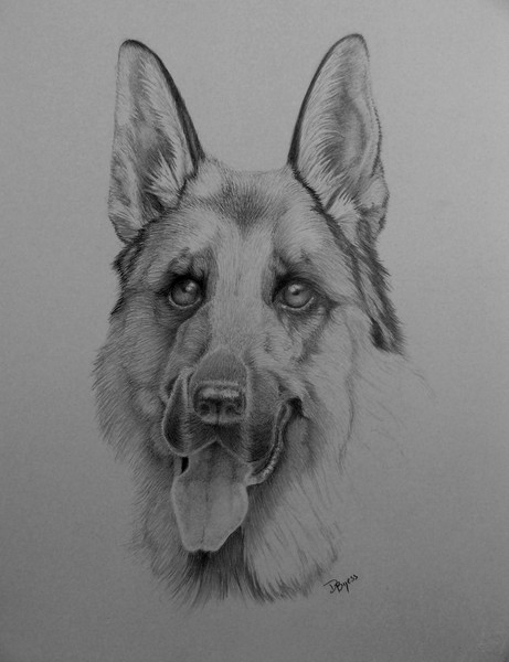german shepherd portrait