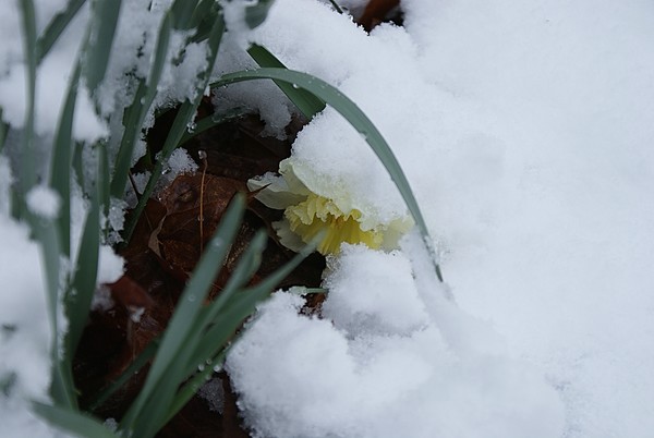 frozen daffodil