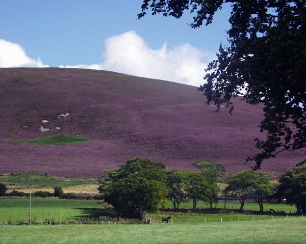 My world, in late Summer 2006