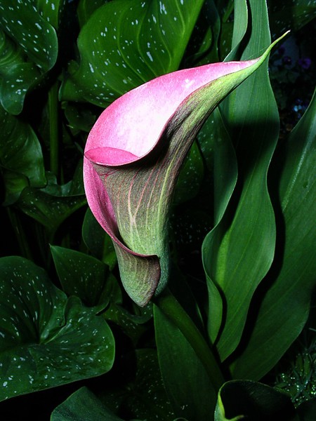 Pink Calla Bloom