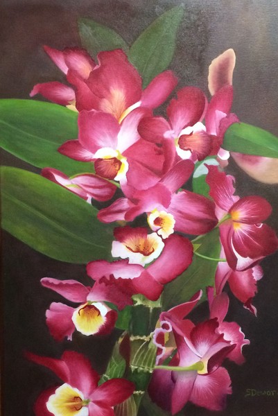 Orchids 