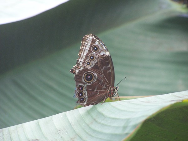 butterfly
