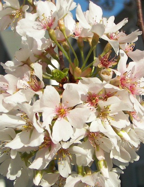 Spring Blossom