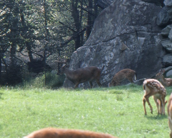 White Tail Deer.