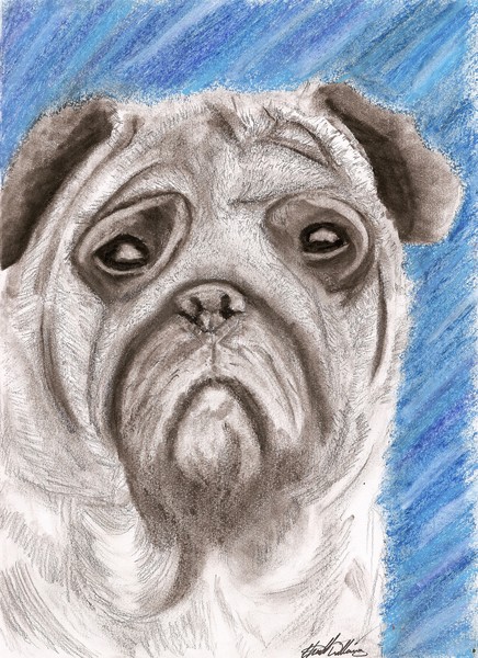 Pug 