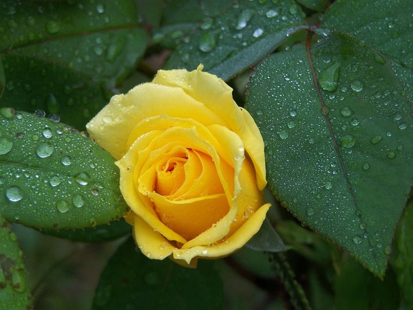 Last Yellow Rose