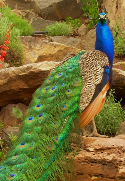 Majestic Peafowl
