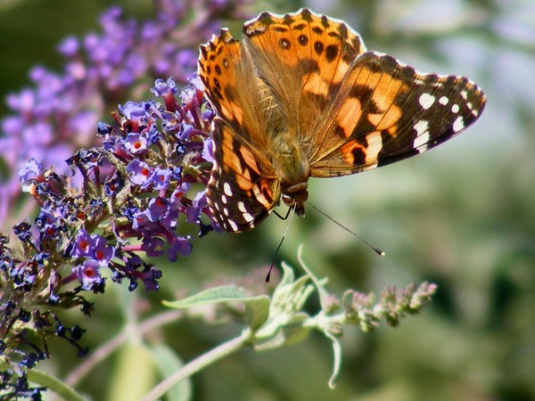 Painted Lady