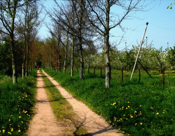 A Dutch Country Lane