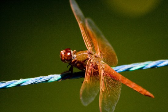 Dragon Fly