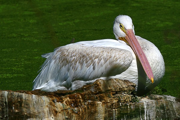 American White Pelican