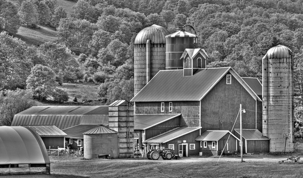 Dairy Farm
