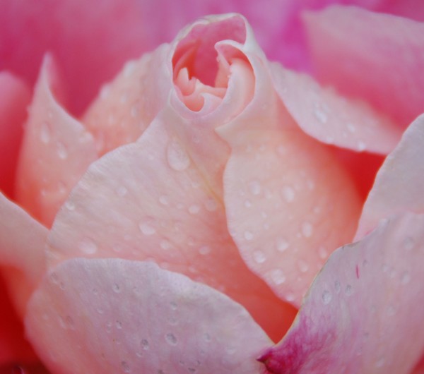 Pink Rose