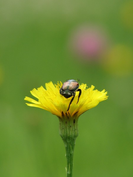 beetle bungalow