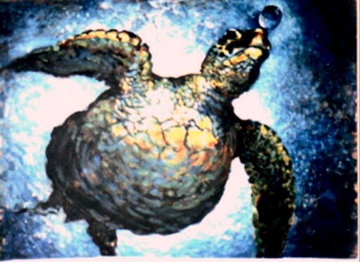 Green turtle