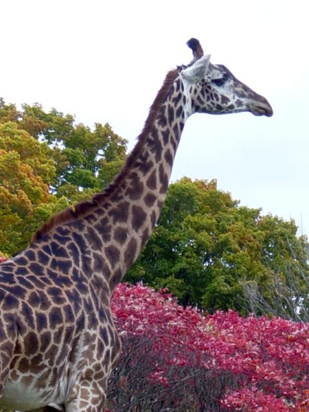 Giraffe