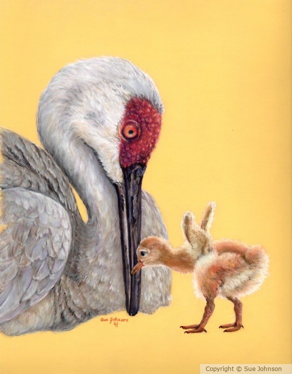 Sandhill Crane and Baby