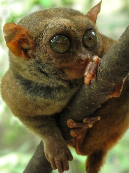 Philippine Tarsier