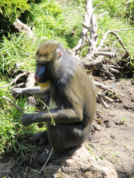 Monkey