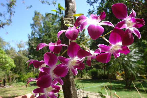 An orchid for you...