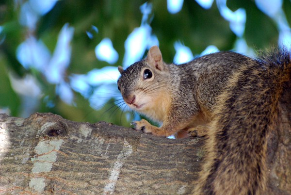 What no nuts
