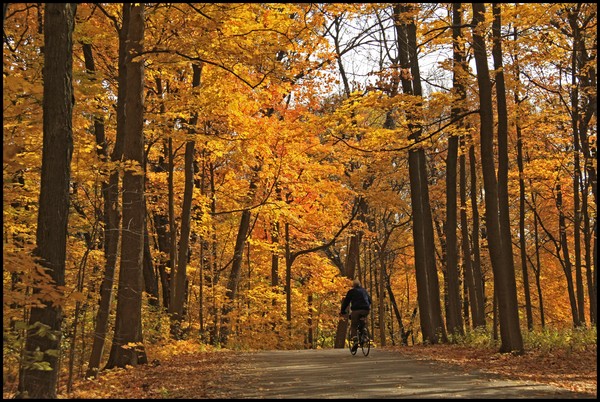 THROUGH THE WOODS