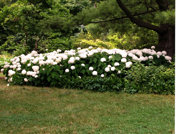 SNOWBALL BUSH