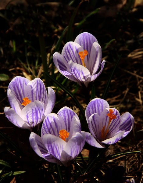 CROCUS CLOSE-UP